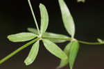 Arkansas bedstraw